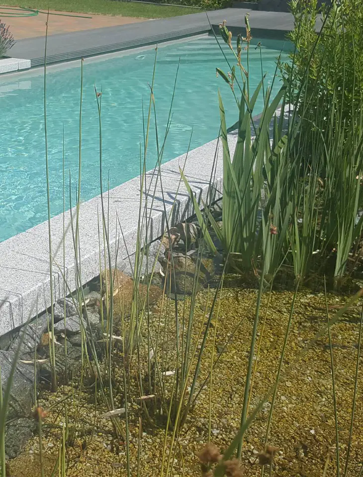 Schwimmteich / Naturpool harmonisch im Garten integriert